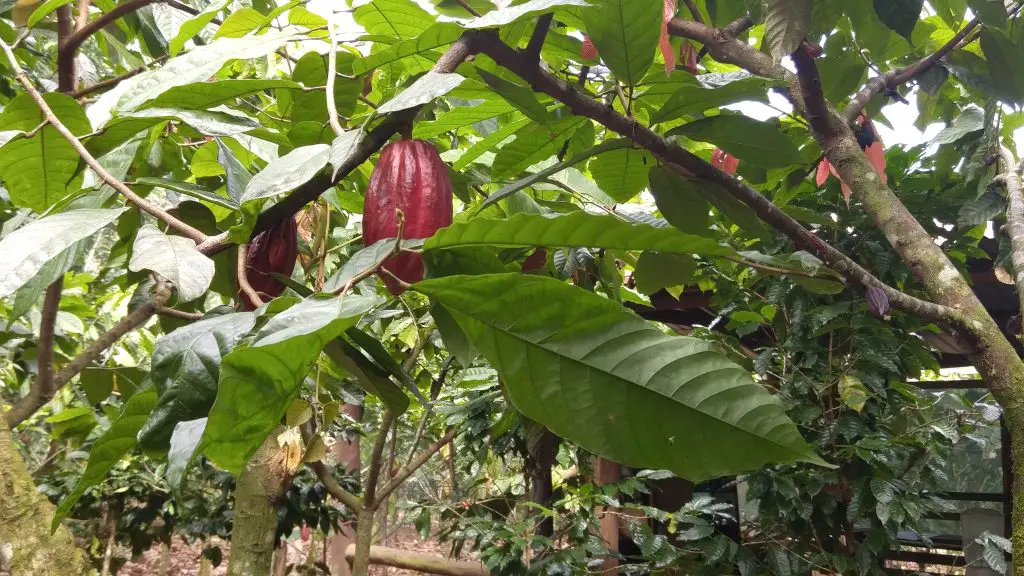cacao tree with maroon cacao pod