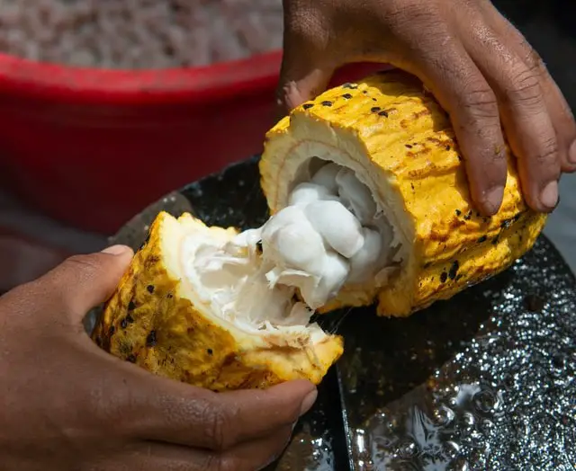 yellow cacao pod cut open with inner fruit exposed being held by two hands