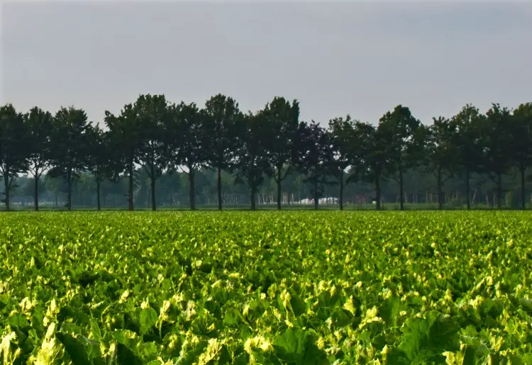field of sugar beets
