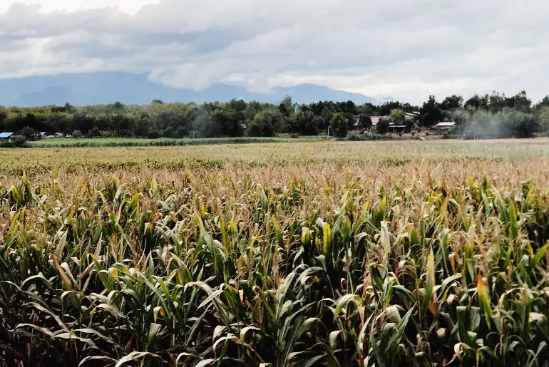 Field of sugarcane