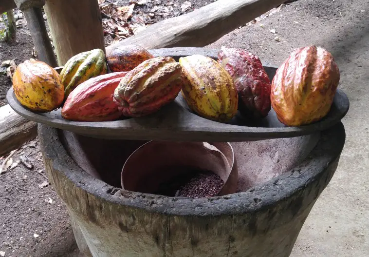 seven cacao pods (maroon, yellow, green and orange) rest on a long tray which is sitting on a large wooden barrel containing cocoa nibs