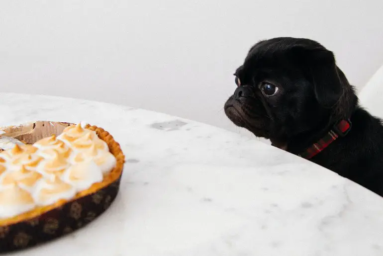a very cute black pug staring down a lemon meringue pie