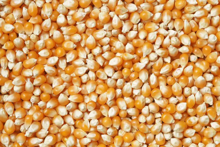 close up image of many corn kernels