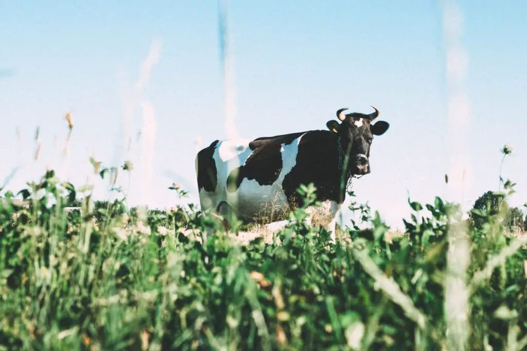 a black and white cow standing in a green field